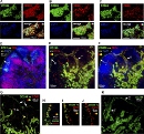 Angel and others 2009. Figure 3